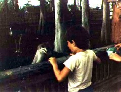 Cypress Gardens Florida Trips 1983 Gardens- June
